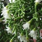 Rhipsalis cereuscula Flor