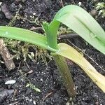 Allium sativum Leaf