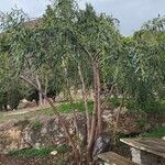Acacia saligna Habitus