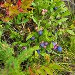 Vaccinium angustifolium Fruto