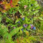 Vaccinium angustifolium 果