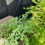 Adiantum raddianum Leaf