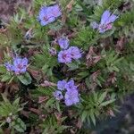 Echium strictum Квітка