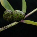 Polygonatum singalilense Fruit