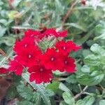 Verbena peruviana Flower