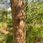 Pinus virginiana Bark