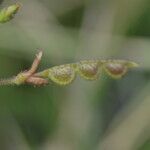 Aeschynomene villosa Fruit