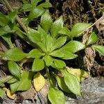 Montia parvifolia Blatt