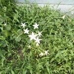 Nicotiana longiflora Кветка