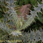Cirsium chrysacanthum Otro