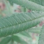 Tagetes lemmonii Leaf