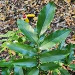 Castanospermum australe Лист