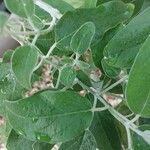 Salvia discolor Hostoa