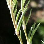 Spergularia media Leaf