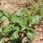 Nicotiana plumbaginifolia Blad