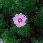 Cosmos bipinnatus Fula