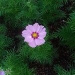 Cosmos bipinnatus Flower