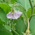 Solanum melongenaFlower