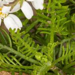 Achillea atrata Φύλλο