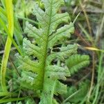 Pedicularis canadensis Hoja