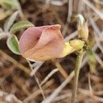Vigna frutescens Blüte
