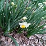 Narcissus tazetta Kwiat