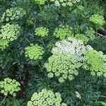 Katapsuxis silaifolia Likasa