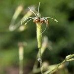 Silene gigantea Flor