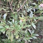 Osmanthus decorus Blatt