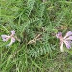 Astragalus crassicarpus Цвят