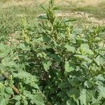 Amaranthus retroflexus Habitatea