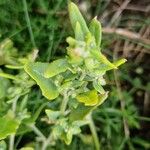 Atriplex prostrata Leaf