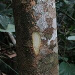 Shirakiopsis elliptica Bark