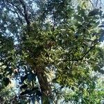 Quercus ilex Лист