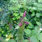 Stachys sylvaticaFlower