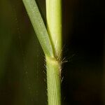 Panicum repens Bark