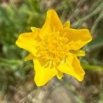 Ranunculus paludosus Floare
