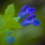 Scutellaria tuberosa Flor