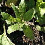 Stevia rebaudiana Ліст