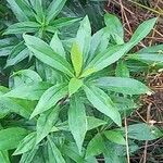 Solidago giganteaHoja