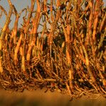 Salicornia perennis Yeri