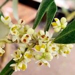 Olea europaea Flower