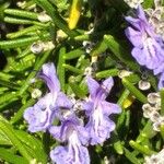 Salvia rosmarinus Blüte