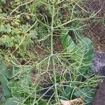 Euphorbia tirucalli Листок