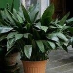 Aspidistra lurida Liść