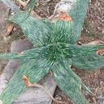 Aloe mcloughlinii ഇല