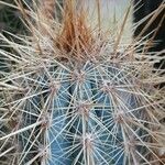 Pilosocereus machrisii Leaf