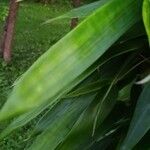 Phyllostachys viridis 葉