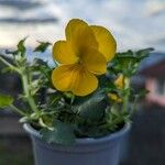 Viola × williamsii Flower