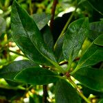 Rhododendron loranthiflorum 葉